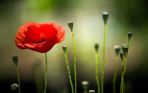 Red Translucent Macro Flower Wallpaper