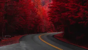 Red Trees Road Wallpaper
