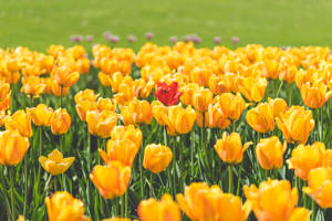 Red Tulip In Yellow Flower Garden Wallpaper