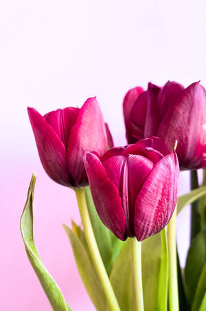 Red Violet Beauty Tulip Wallpaper