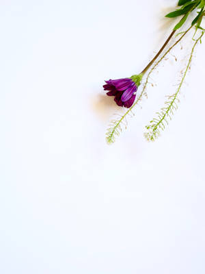 Red-violet Flower White Background Wallpaper