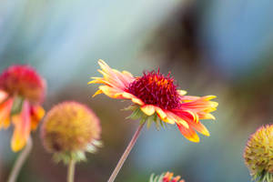 Red Yellow Aesthetic Flower Wallpaper