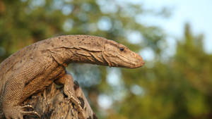 Reddish Brown Bengal Monitor Lizard Wallpaper