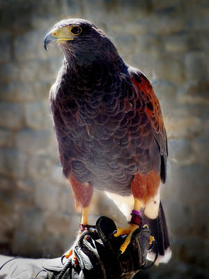 Reddish Falcon On Hand Wallpaper