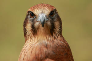 Reddish Feathered Falcon Wallpaper