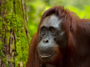 Reddish-orange Hair Gray Skin Orangutan Wallpaper