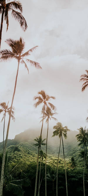 Redmi Note 10 Tall Palm Trees Wallpaper