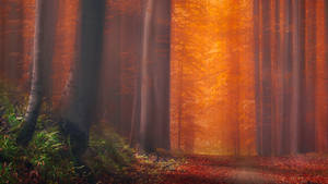 Redwood Forest Under Orange Sky Wallpaper