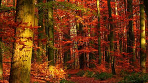 Redwood Forest With Autumn Leaves Wallpaper