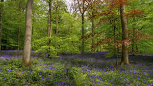 Redwood Forest With Purple Flowers Wallpaper