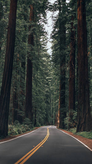 Redwood National And State Parks Iphone California Wallpaper