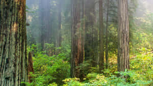 Redwood National Park Dense Forest Wallpaper