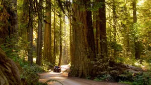 Redwood National Park Dirt Road Wallpaper