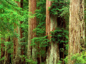 Redwood National Park Moss-covered Trees Wallpaper