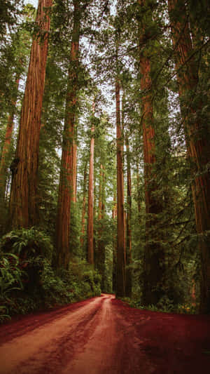 Redwood National Park Red Mud Wallpaper