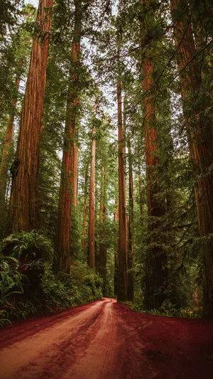 Redwood National Park Red Mud Wallpaper