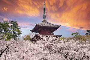 Reflections Of Japan’s Famous Cherry Blossoms Wallpaper