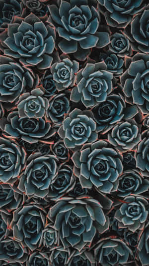 Refresh Your Phone's Wallpaper With This Succulent Rose Iphone Background Wallpaper