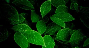 Refreshing Green Desktop Background Wallpaper