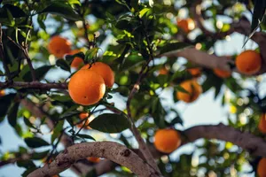 Refreshing Orange Fruit Wallpaper