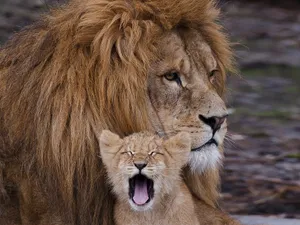 Regal And Ravenous - A Lion Cub Yawns Wallpaper