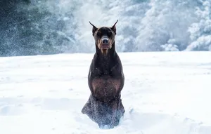 Regal Doberman Pinscher Looking Into The Camera Wallpaper