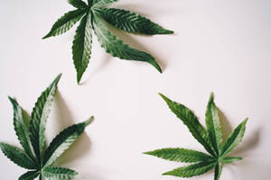 Reggae Marijuana Leaves Wallpaper