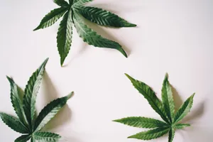 Reggae Marijuana Leaves Wallpaper