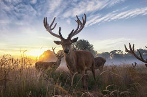 Reindeer During Sunset Wild Animal Wallpaper