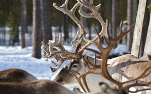 Reindeer With Antlers Wallpaper