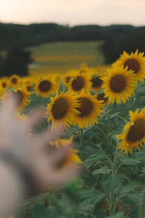 Relax And Enjoy The Beauty Of This Vibrant Sunflower! Wallpaper