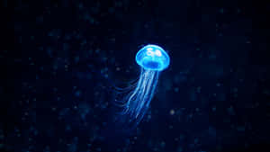 Relax And Enjoy The View Of A 4k Jellyfish Swimming By Wallpaper