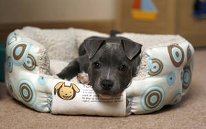 Relaxed Little Black Puppy Wallpaper