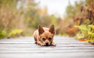 Relaxed Puppyon Wooden Path Wallpaper