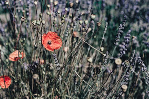 Remembrance Day Poppy Flowers Wallpaper