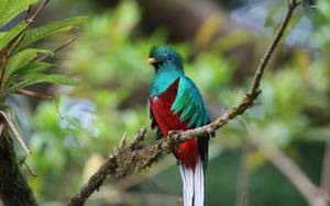 Resplendent Quetzal Guatemala Wallpaper