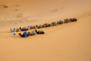 Resting Camels In The Sahara Wallpaper