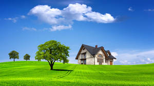 Resting In The Middle Of A Lush Green Field Wallpaper