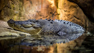 Resting Old Alligator Wallpaper