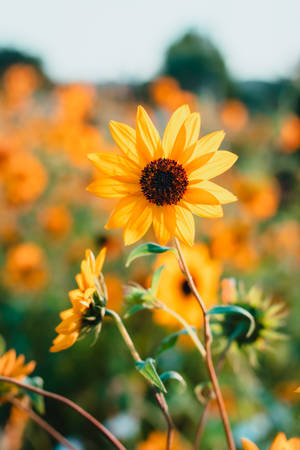 Retro Bright Sunflowers Wallpaper