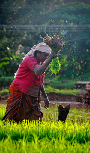 Rice_ Farmer_at_ Work.jpg Wallpaper