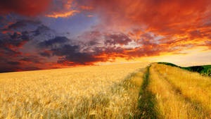 Rice Field In Morning Glory Wallpaper