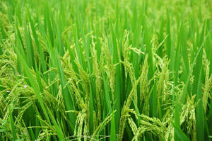 Rice Green Leaves Wallpaper