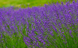 Rich Purple Lavenders On A Grass Field Wallpaper