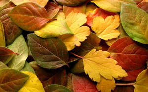 Rich Red And Orange Autumn Leaves Blanket The Ground Wallpaper