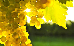 Riesling Grape Wallpaper