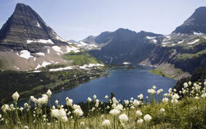 Right-side Daffodils Montana Wallpaper