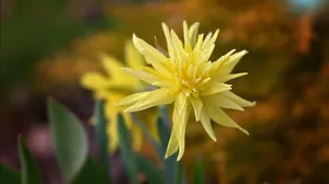 Rip Van Winkle Narcissus Flower Wallpaper