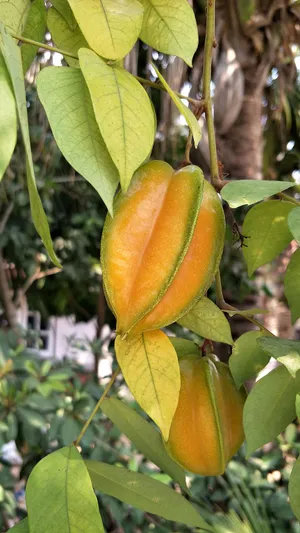 Ripe Carambola Hanging On Tree Wallpaper