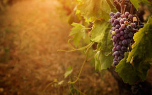 Ripe Concord Purple Grapes Wallpaper